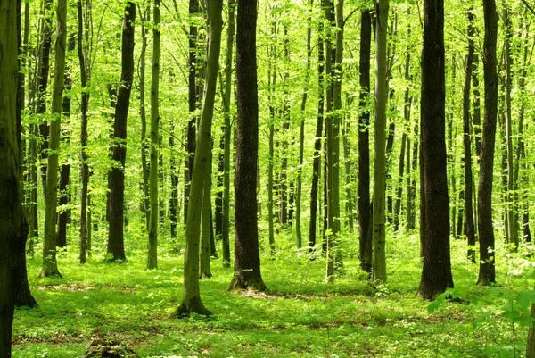 Schöner Wald — Stockfoto