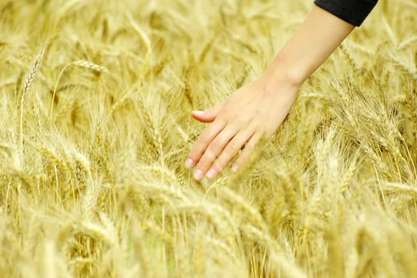 stock image Wheat