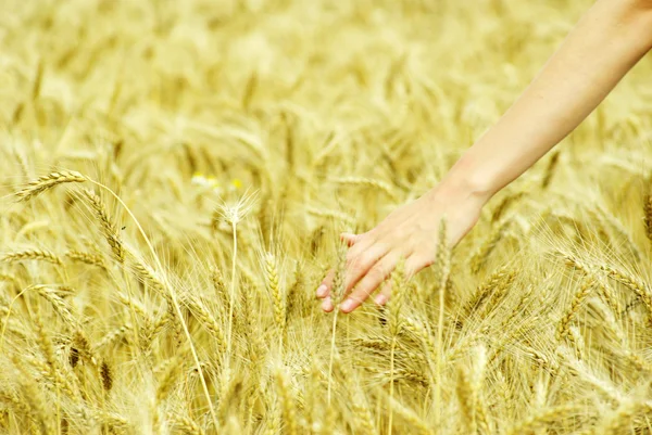 Stock image Fields of wheat