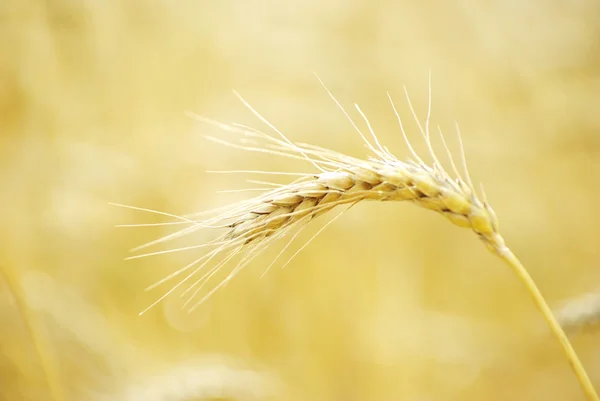 stock image Fields of wheat