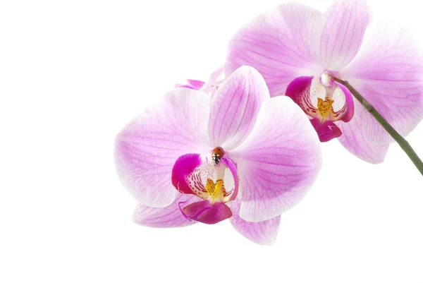 Mariquita en flor —  Fotos de Stock