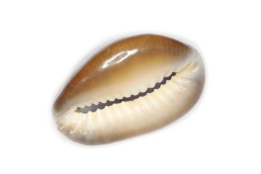 Shell on white clipart