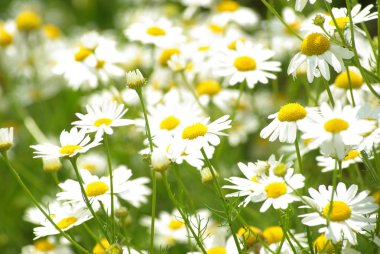 Flowers camomile clipart