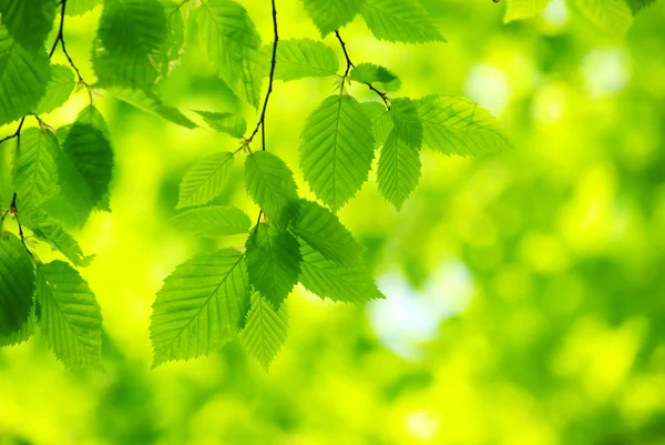 녹색 잎 — 스톡 사진