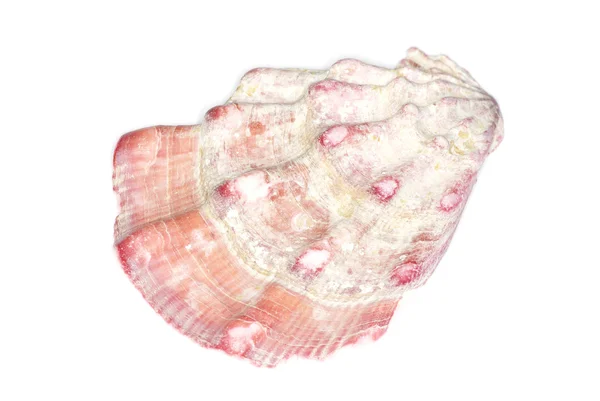 Морская раковина — стоковое фото