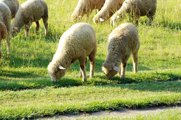 Moutons dans la prairie — Photo