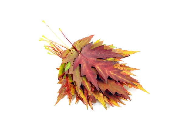 Herfstesdoornbladeren — Stockfoto