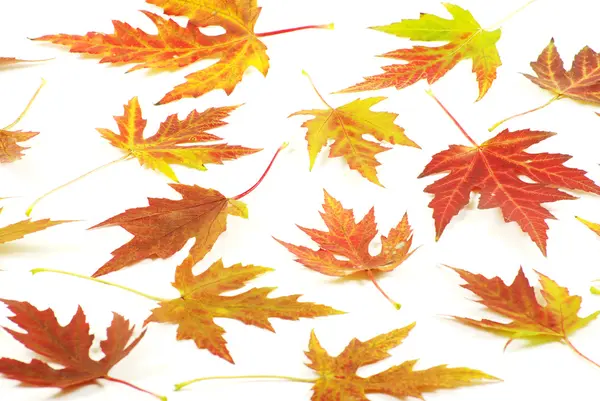 Autumn maple leaves — Stock Photo, Image