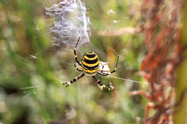 WASP-павук — стокове фото