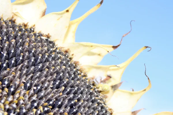 stock image Sunflower