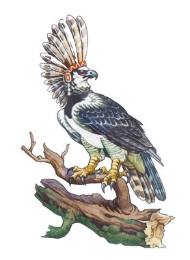 Harpy Eagle (Harpia harpyja), sometimes known as the American Harpy Eagle clipart