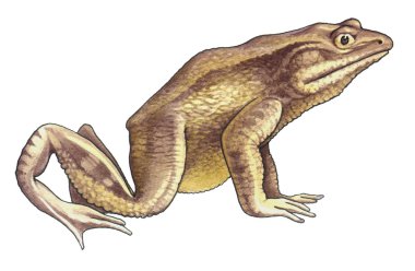 Goliath frog clipart
