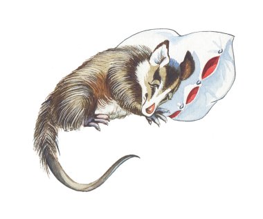 Opossum clipart