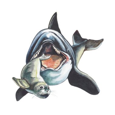 Killer whale clipart