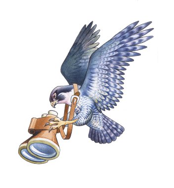 Falcon clipart