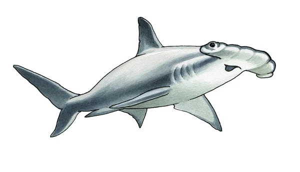 Tiburón martillo — Foto de Stock