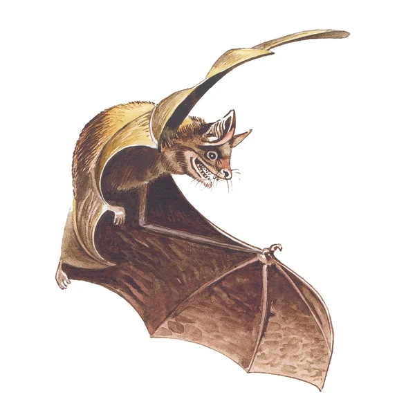 Bat. Hand drawing watercolor. — Stock Photo, Image