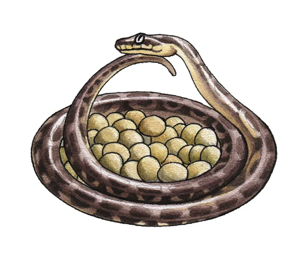 Snake protecting the nest — Stock Photo, Image