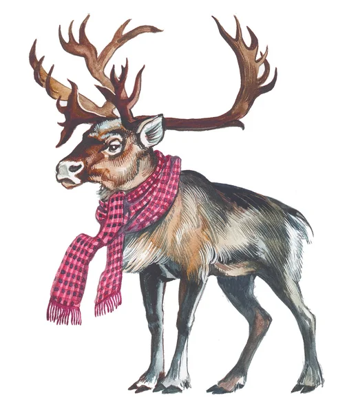 Reindeer (Caribou) — Stock Photo, Image