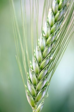 Green wheat clipart