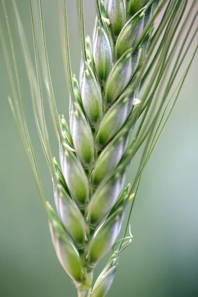 绿色小麦 — 图库照片