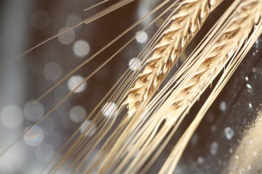 Wheat background clipart
