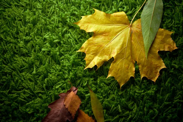 Hojas caídas de otoño sobre alfombra verde, plano conceptual —  Fotos de Stock