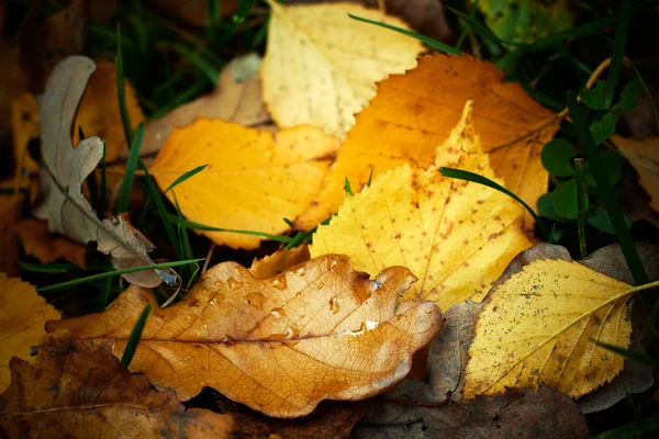Outono caído folhas com gotas de chuva, close-up tiro . — Fotografia de Stock