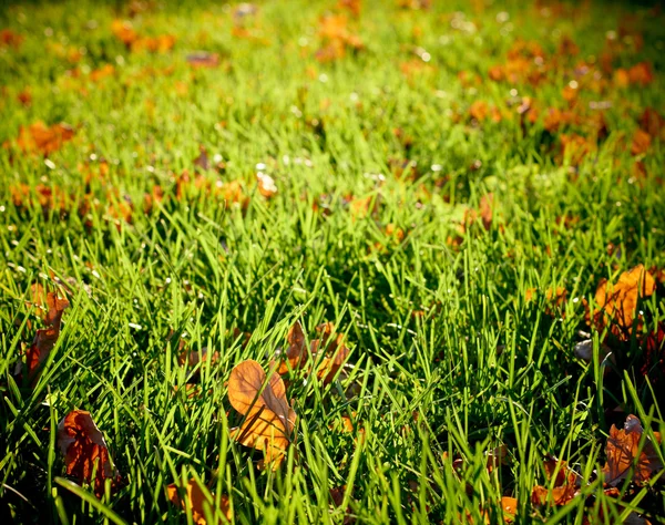 Sunlit autumn meadow — Stock Photo, Image