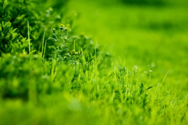 Green grass with depth of field effect — Stock Photo, Image