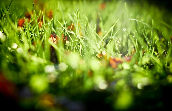Sunlit autumn grass, closeup shot. — Stock Photo, Image