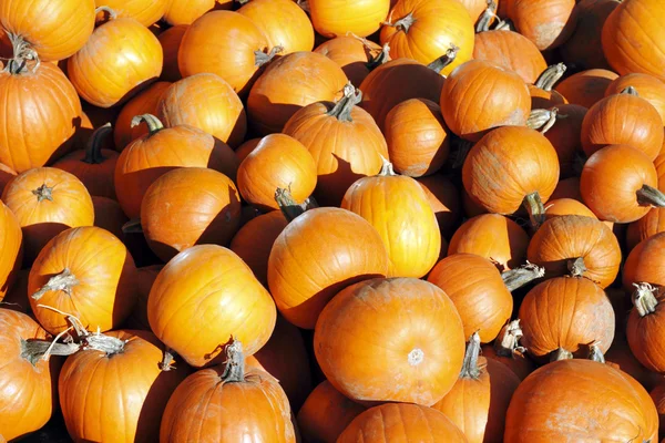 stock image Fall Fruit