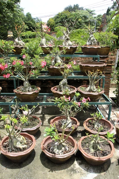 stock image Bonsai in the garden