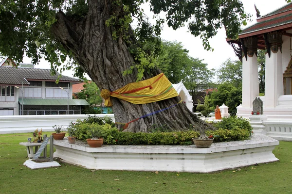 Wat suwandararam rajawaraviharn ağacı — Stok fotoğraf