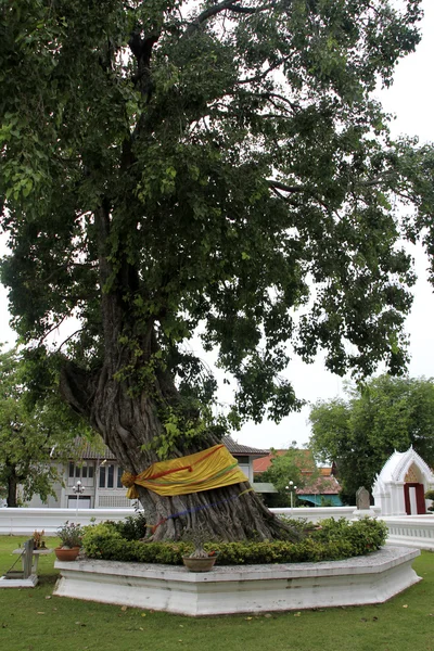 Tree in the wat — Stock Photo, Image