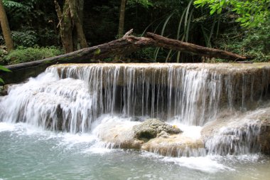 ağaç ve şelale