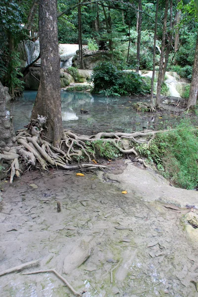 树木和河 — 图库照片