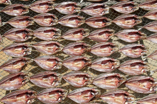 Torr fisk — Stockfoto