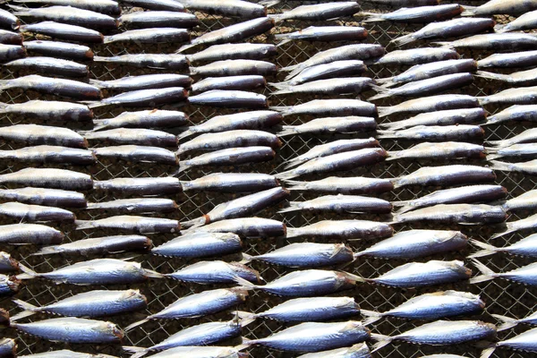 Ikan sarden kering — Stok Foto