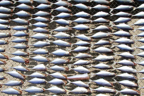 沙丁鱼 — 图库照片