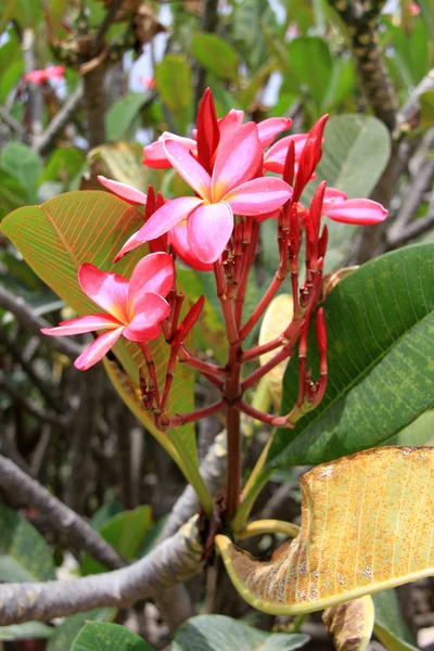 Magnolia roja —  Fotos de Stock