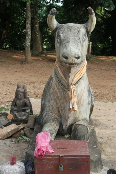 Αγελάδα στην Πνομ bakheng — Φωτογραφία Αρχείου