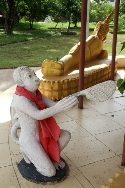 Белая обезьяна — стоковое фото