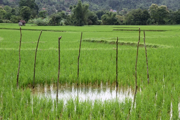 Vizet a rizs mező — Stock Fotó