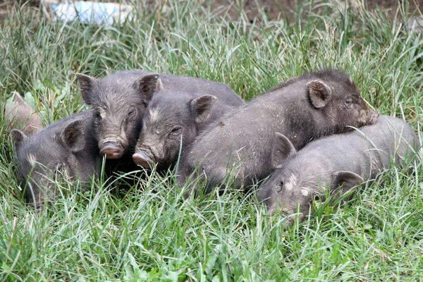 Small pigs on the grass — Stock Photo, Image