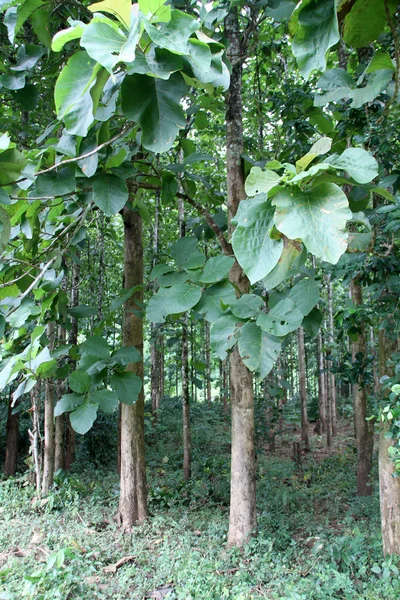 Stock image Teak wood