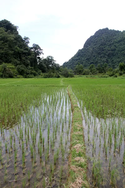 Pirinç alan üzerinde su — Stok fotoğraf