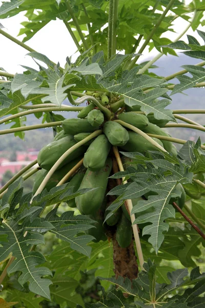 Zielona papaja — Zdjęcie stockowe