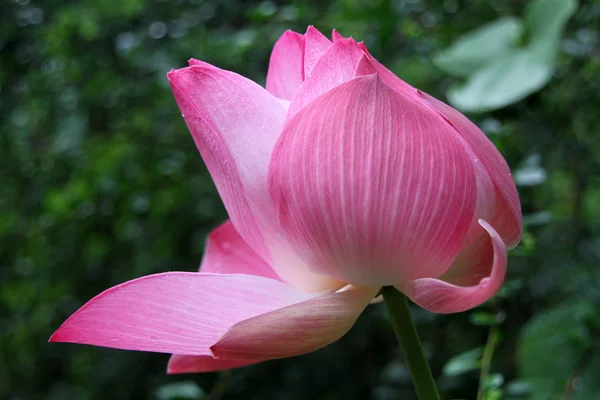 Růžový lotosů — Stock fotografie