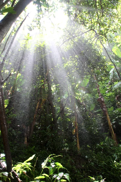 森林中的光芒 — 图库照片